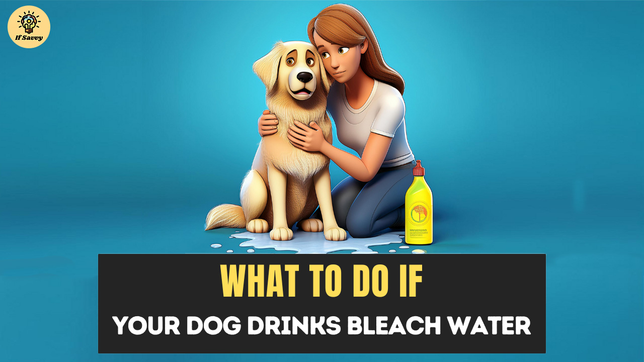 What to Do If Your Dog Drinks Bleach Water